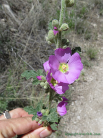 A Fendler's Globemallow (Sphaeralcea fendleri) on AZT Passage 11.