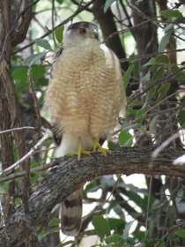 A Cooper's Hawk (Accipiter cooperii) waiting for lunch to come by.
