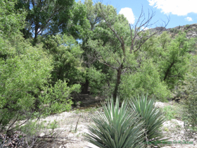 There were some beautiful, large trees at Sycamore Reservoir.