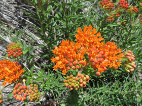 A beautiful Butterfly Milkweed (Asclepias tuberosa) in bloom.