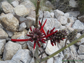 A Coralbean (Erythrina flabelliformis) starting to bloom.