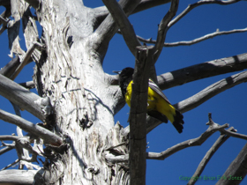 A Scott's Oriole (Icterus parisorum) singing a happy morning tune.