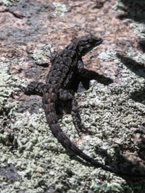 Another Ornate Tree Lizard (Urosaurus ornatus) that's less shy than the last one.