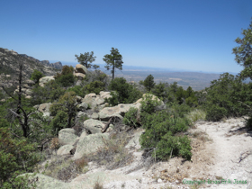 I love the juxtoposition of sculpted rock and tree in the higher elevations of the Santa Catalina Mountains.