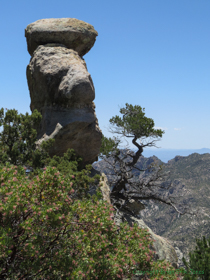 A cool hoodoo and a gnarled pine tree.