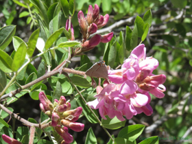 A Gray Hairstreak butterfly (Strymon melinus) enjoys a New Mexico Locust (Robinia neomexicana).