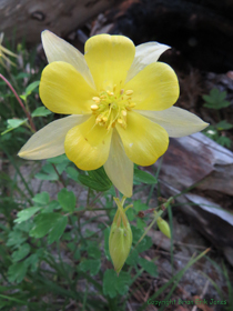 A Golden Columbine (Aquilegia chrysantha) in bloom on Mount Lemmon.