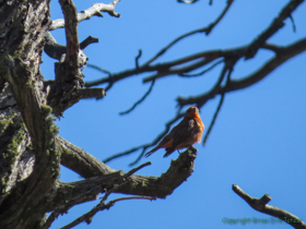 An Hepatic Tanager (Piranga flava) on Mount Lemmon.