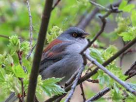 I love this photo I got of a Yellow-eyed Junco (Junco phaeonotus) at the Marshall Gulch Trailhead.