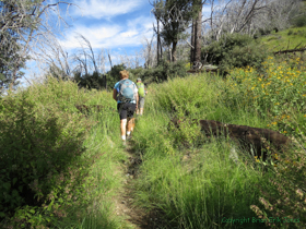 Cheetah and Jerry hiking along the lush trail.