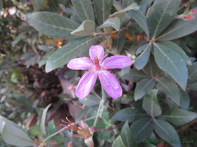 A Pineywoods Geranium (Geranium caespitosum) on AZT Passage 12.
