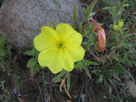 A Hooker's Evening Primrose (Oenothera elata hookeri) on Mount Lemmon.