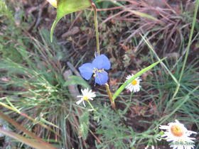 A Birdbill Dayflower (Commelina dianthifolia) on AZT Passage 12.