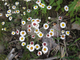 Aspen fleabane (Erigeron speciosus) along the AZT on Mount Lemmon.