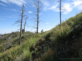Wildflowers abound amidst the burnt out trees of the Aspen Fire.
