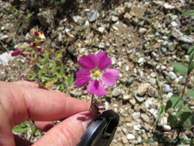 A Fendler's Globemallow (Sphaeralcea fendleri).