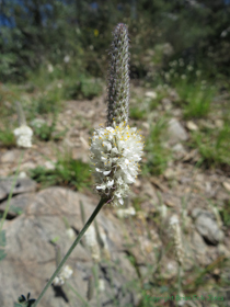 White Prairie Clover (Dalea candida) on AZT Passage 12.