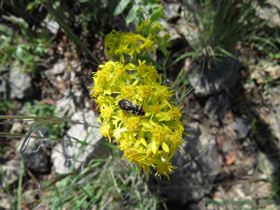 An unknown insect on an unknown wildflower.