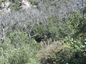 Where's Shauno?  The trail was really overgrown in places.