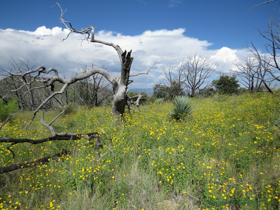 Did I mention that there were a lot of wildflowers???