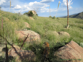 Siyeh took the lead for the last part of the hike.