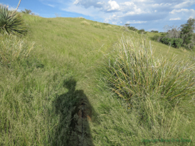 There is both a trail and a dog in this photo.  Find them.