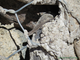 An Ornate Tree Lizard (Urosaurus ornatus) on erosion protection for the highway bridge.