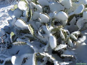 Snow covered prickly pear cactus.