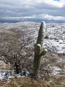A saguaro cactus (Carnegiea gigantea) dusted with snow.