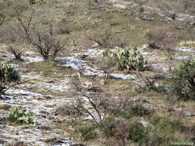 A white-tailed deer (Odocoileus virginianus) along AZT Passage 14.