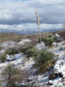 A snow dusted yucca along AZT Passage 14.