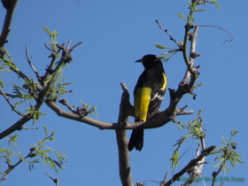 A beautiful Scott's Oriole (Icterus parisorum) on AZT Passage 15.