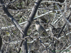 This Sage Thrasher (Oreoscoptes montanus) was a lifer for me.