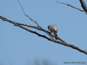 A Brewer's Sparrow (Spizella breweri) on AZT Passage 15.