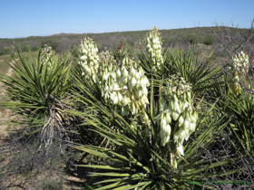 A Banana Yucca (Yucca baccata) in bloom.