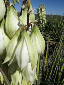 Banana Yucca (Yucca baccata)