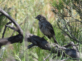 A Lark Bunting (Calamospiza melanocorys) on AZT Passage 15.