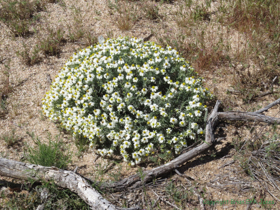 Plains Blackfoot Daisy (Melampodium leucanthum)