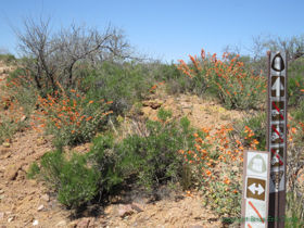 Wildflowers abounded on this passage.