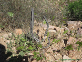 An uncommon Arizona Queen of the Night Cactus (Peniocereus greggii).