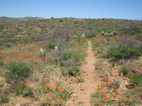 A sea of globemallow.