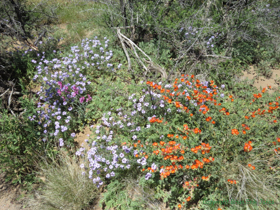 This passage was a riot of color.