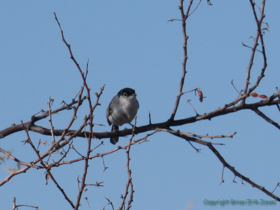 A Black-tailed Gnatcatcher (Polioptila melanura) seen while birding near camp.