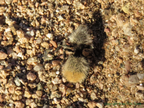 A Thistle Down Velvet Ant (Dasymutilla gloriosa).