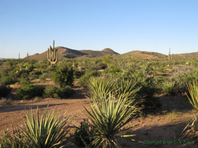 The desert around camp.