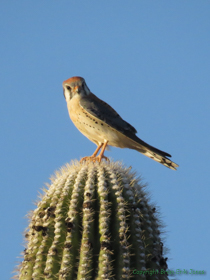 An American Kestrel (Falco sparverius) checking me out.