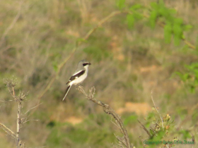 A Loggerhead Shrike (Lanius ludovicianus) seen while birding near camp.