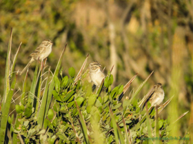 Brewer's Sparrows (Spizella breweri).