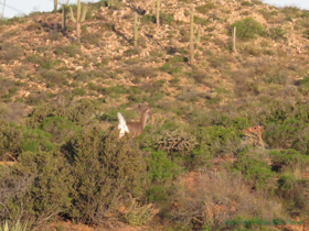 A White-tailed Deer (Odocoileus virginianus) scampers away at my approach.