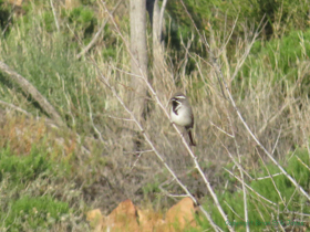 A Black-throated Sparrow (Amphispiza bilineata) along AZT Passage 15.